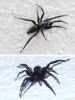 Zelotinae inconnu